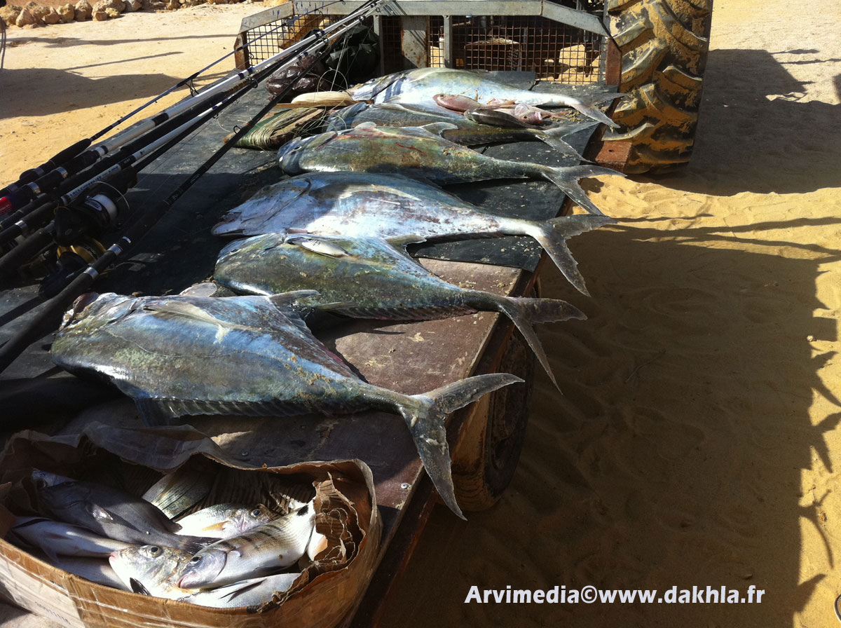 restaurant spécialités poisson dakhla